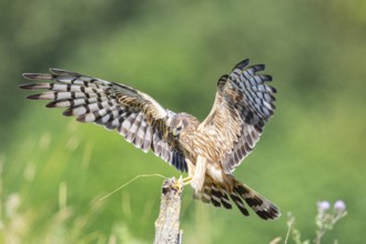 Montagu's harrier (Circus pygargus) wbl Germany