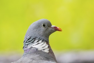 Woodpigeon (Columba palumbus) Germany