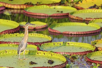 Mongrove Heron (Butorides striatus) Pantanal Brazil