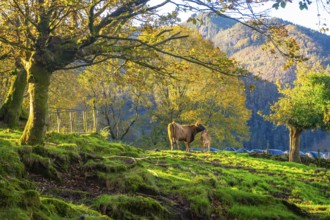 Two brown cows are standing on a grassy hillside with moss covered tree roots, surrounded by