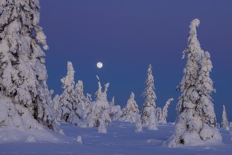 Tykky forest, snow covered spruce trees on the taiga at full moon in winter, Riisitunturi National