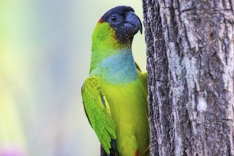 Nanday parakeet (Aratinga nanday) Pantanal Brazil