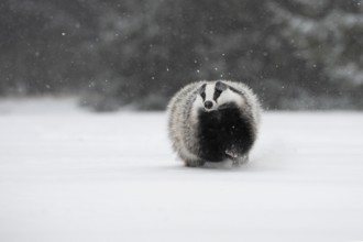 Badger in the snow, Wittlich, Rhineland-Palatinate, Germany, Europe
