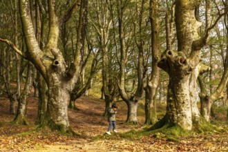 A young boy is walking through a forest with trees that have holes in them. Scene is peaceful and