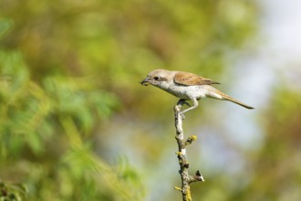 Red-backed shrike (Lanius collurio) wbl Germany