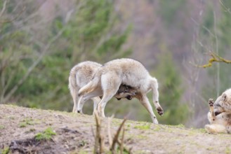 A pack of grey wolves (Canis lupus lupus) playing on a hill and showing social behaviour