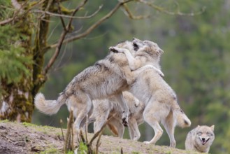 A pack of grey wolves (Canis lupus lupus) playing on a hill and showing social behaviour