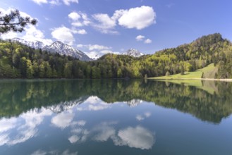 Alatsee in spring, Ostallgäu, Allgäu, Swabia, Bavaria, Germany, Europe