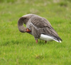 Greylag goose (Anser anser) standing in a meadow and preening its feathers, Lower Saxony, Germany,