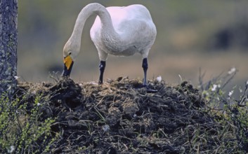 Whooper swan. Cygnus cygnus. Whooper swan adding vegetation to the nest. Kuusamo area. Finland