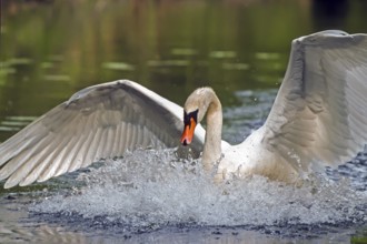 Mute swan. Cygnus olor. A swan lands on a river. Forest of La Wantzenau. Region of Alsace. France