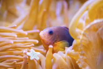Yellowback anthias (Pseudanthias evansi) swimming under water, captive, Germany, Europe