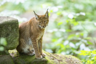 Eurasian lynx (Lynx lynx) sitting in a forest, Bavaria, Germany, Europe