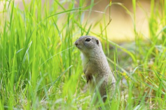 European ground squirrel (Spermophilus citellus) on a meadwo, Bavaria, Germany, Europe