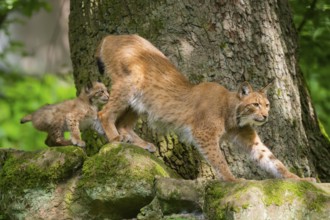 Eurasian lynx (Lynx lynx) mother with her youngsters (cubs) in a forest, Bavaria, Germany, Europe