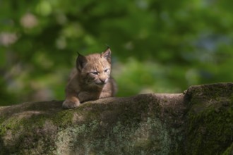 Eurasian lynx (Lynx lynx) cub (youngster) in a forest, Bavaria, Germany, Europe