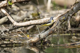 Grey wagtail (Motacilla cinerea) Germany