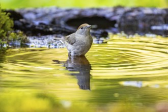 Blackcap (Sylvia atricapilla) wbl while bathing Germany