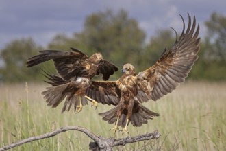 Marsh harrier (Circus aeruginosus) medium-sized bird of prey, female, hunting in reeds, on the