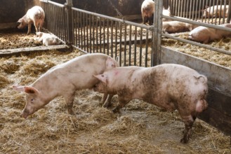 Oberlausitz, Saxony, Germany - Organic pigs in the barn, the animals on this farm are kept in a