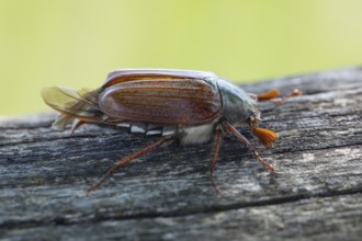 Close-up of cockchafer - fascinating details of a spring messenger