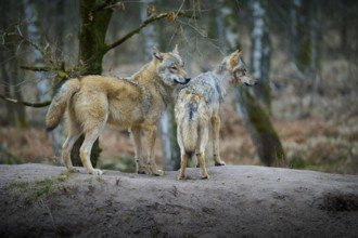 Two gray wolves (Canis Lupus), standing on a mound in the forest and observing their surroundings,