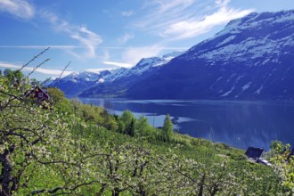 Green landscape with a view of a lake, surrounded by snow-capped mountains and trees, spring,