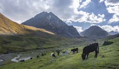 Cows in a mountain valley in the Tien Shan Mountains, near Altyn Arashan, Kyrgyzstan, Asia