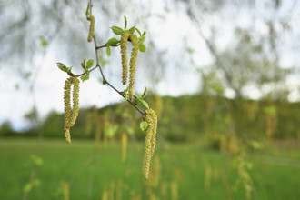 Common hazel (Corylus avellana), close-up of male catkins, Switzerland, Europe