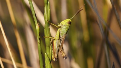 Close-up of a green locust (locusta), on a green stem, Strofilia biotope, wetlands, Kalogria,