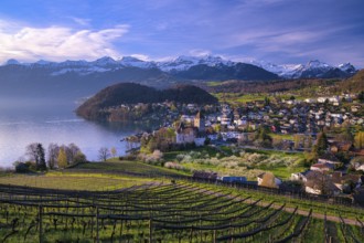 View of Spiez with castle on Lake Thun, vineyards and blossoming cherry trees (Prunus avium),