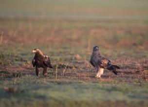 Iberian Eagle, Spanish Imperial Eagle (Aquila adalberti), Extremadura, Castilla La Mancha, Spain,