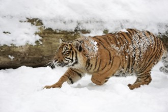 Sumatran tiger (Panthera tigris sumatrae) in the snow, captive, native to Sumatra, Indonesia, Asia