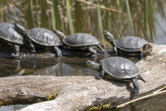 European pond turtles (Emys orbicularis), on a tree trunk, Germany, Europe