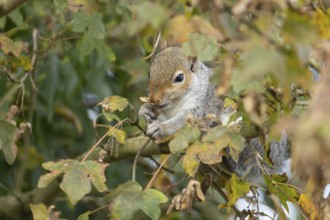 Grey squirrel (Sciurus carolinensis) adult animal feeding in a Field maple tree, England, United