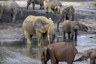 African forest elephants (Loxodonta cyclotis) in the Dzanga Bai forest clearing, Dzanga-Ndoki