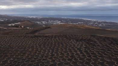 Grapevines growing in black volcanic soil in protected enclosed pits, La Geria, Lanzarote, Canary