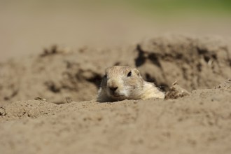Black-tailed prairie dog (Cynomys ludovicianus) at the burrow, captive, occurrence in North America