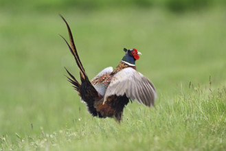 Pheasant or hunting pheasant (Phasianus colchicus), male flapping his wings, Lake Neusiedl National