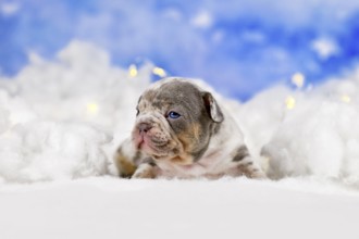 Young merle French Bulldog dog puppy between fluffy clouds