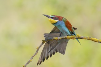 Bee-eater (Merops apiaster) sitting on a branch, stretching its wings, Wildlife, Lake Neusiedl