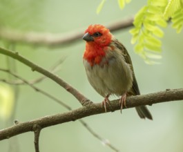 Red fody (Foudia madagascariensis), male, sitting on a branch, occurring in Madagascar, captive