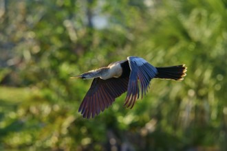 Snakebird (Anhinga anhinga), fly, spring, Wakodahatchee Wetlands, Delray Beach, Florida, USA, North
