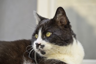Domestic cat resting