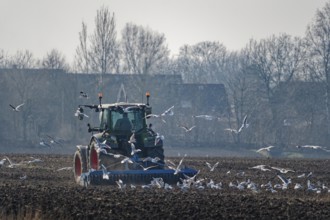 Seagulls search for food in the soil in a large flock around a tractor with which the farmer is