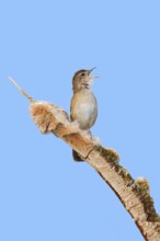 Savi's warbler (Locustella luscinioides) male singing from bulrush spike in wetland in spring