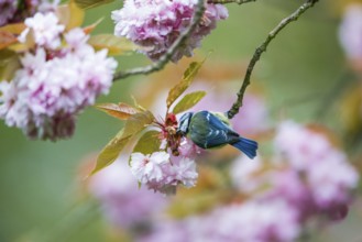 Blue Tit (Cyanistes caeruleus), adult bird perched in a flowering cherry tree, searching for