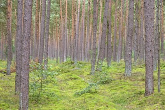 Coniferous forest, pines (Pinus), mossy forest floor, Südheide nature park Park, Lüneburg Heath,
