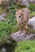 A golden jackal (Canis aureus) stands at a small puddle