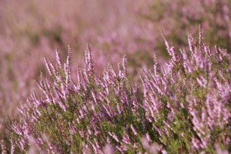 Close-up of flowering heather against the light in the Lüneburg Heath, Lower Saxony, Germany,